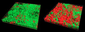 Laser confocal microscopy images of biofilm before and after treatment. Green colour shows viable bacteria, while the red colour shows bacteria that have been killed. Photo by  Dr. Ya Shen.