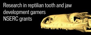 Research in reptilian tooth and jaw development garners NSERC grants