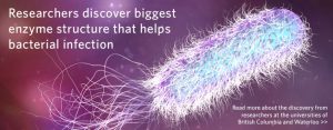 Researchers discover biggest enzyme structure that helps bacterial infection